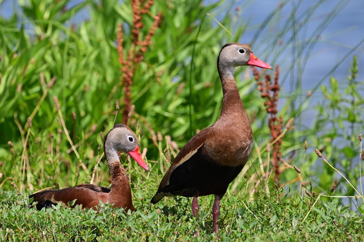 Black-bellied Whistling-Duck - ML620894116