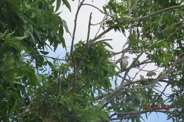 Scissor-tailed Flycatcher - ML620894117