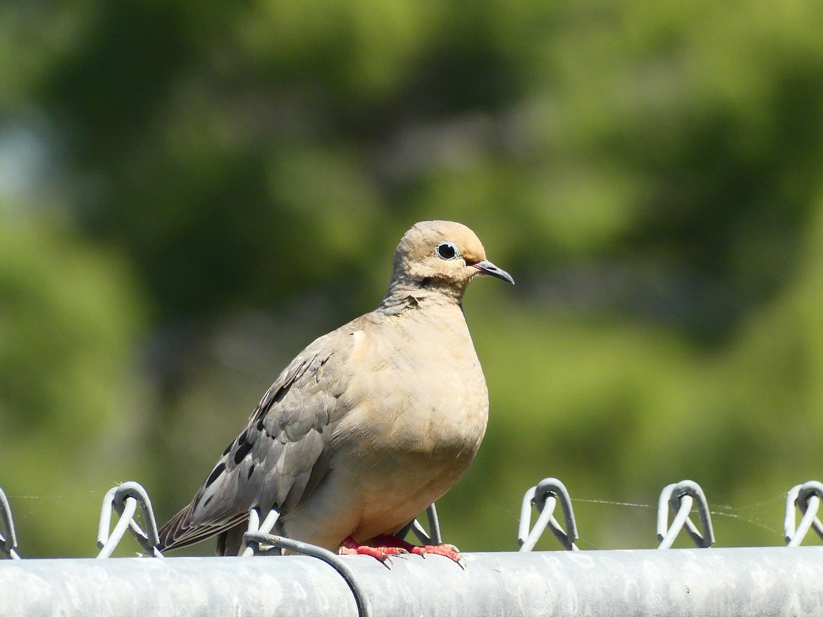 Mourning Dove - ML620894121