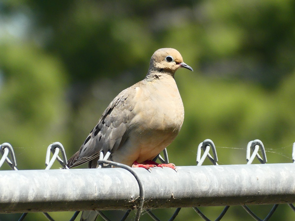 Mourning Dove - ML620894127