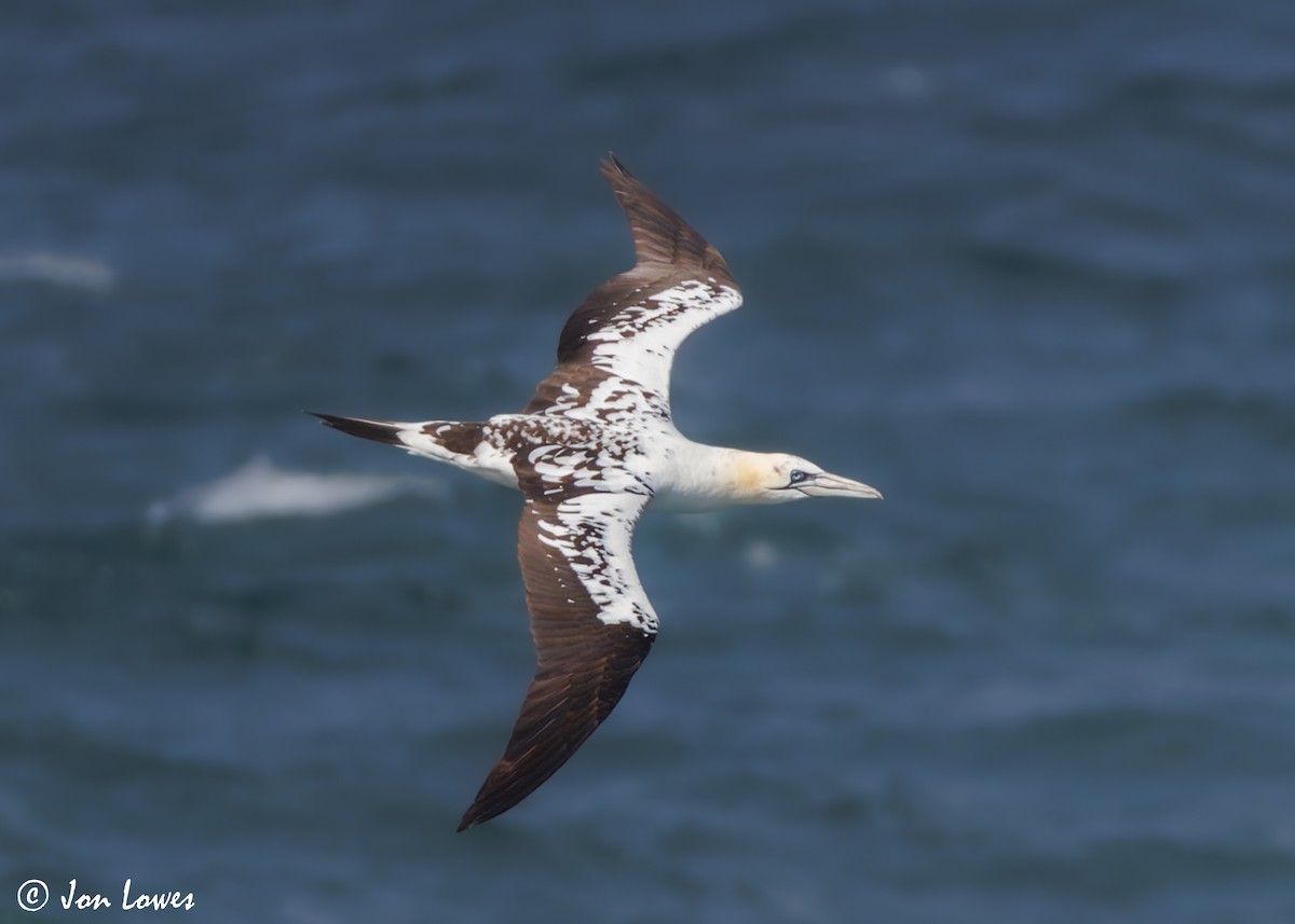 Northern Gannet - ML620894174