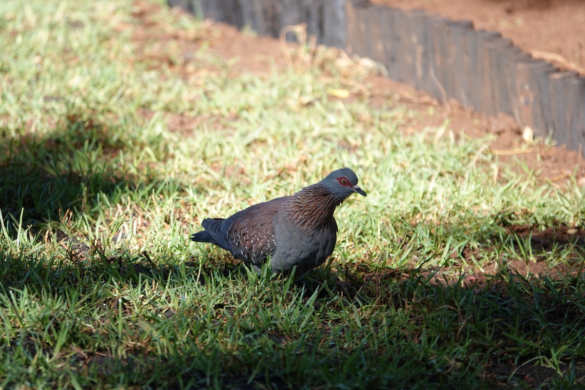 Speckled Pigeon - ML620894176
