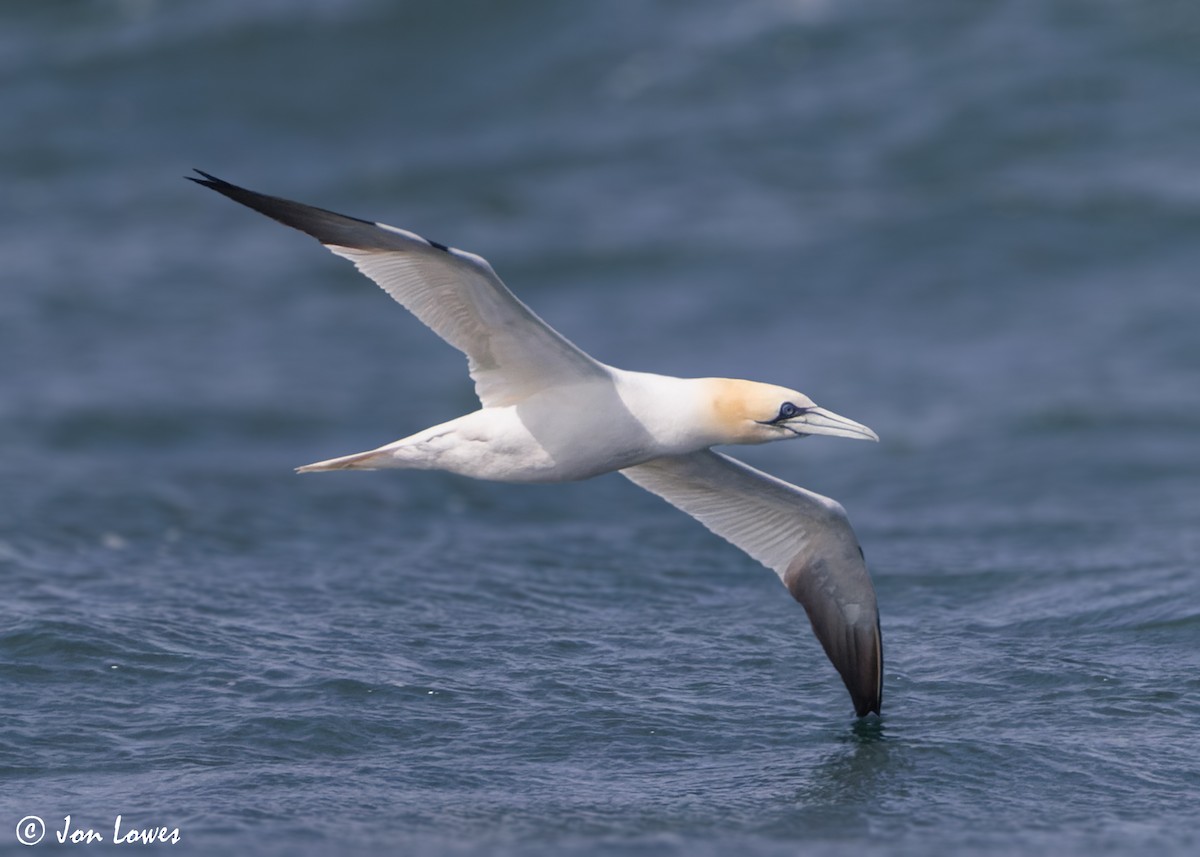 Northern Gannet - ML620894185