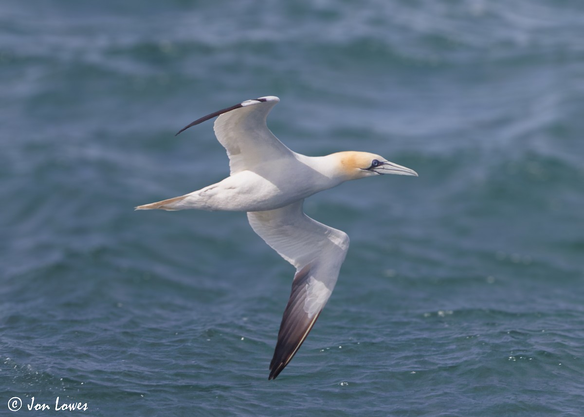 Northern Gannet - ML620894187