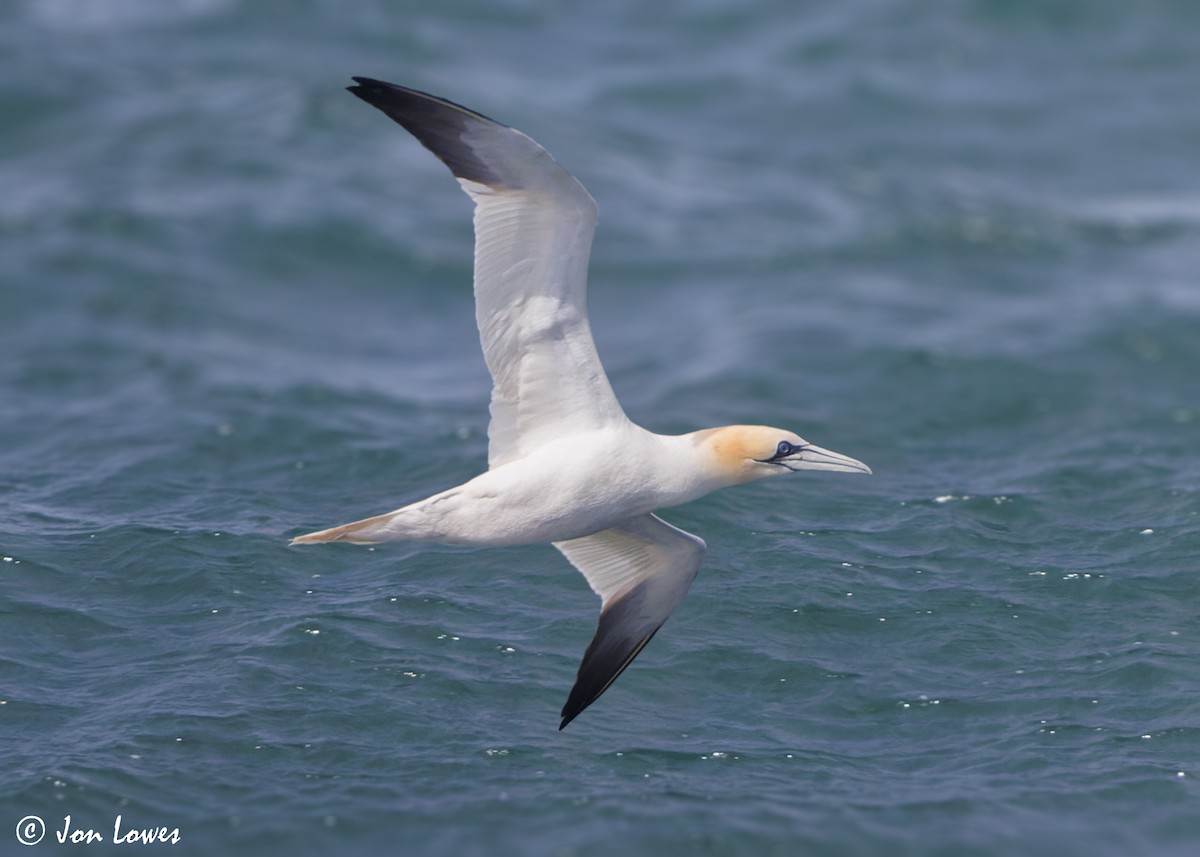 Northern Gannet - ML620894188