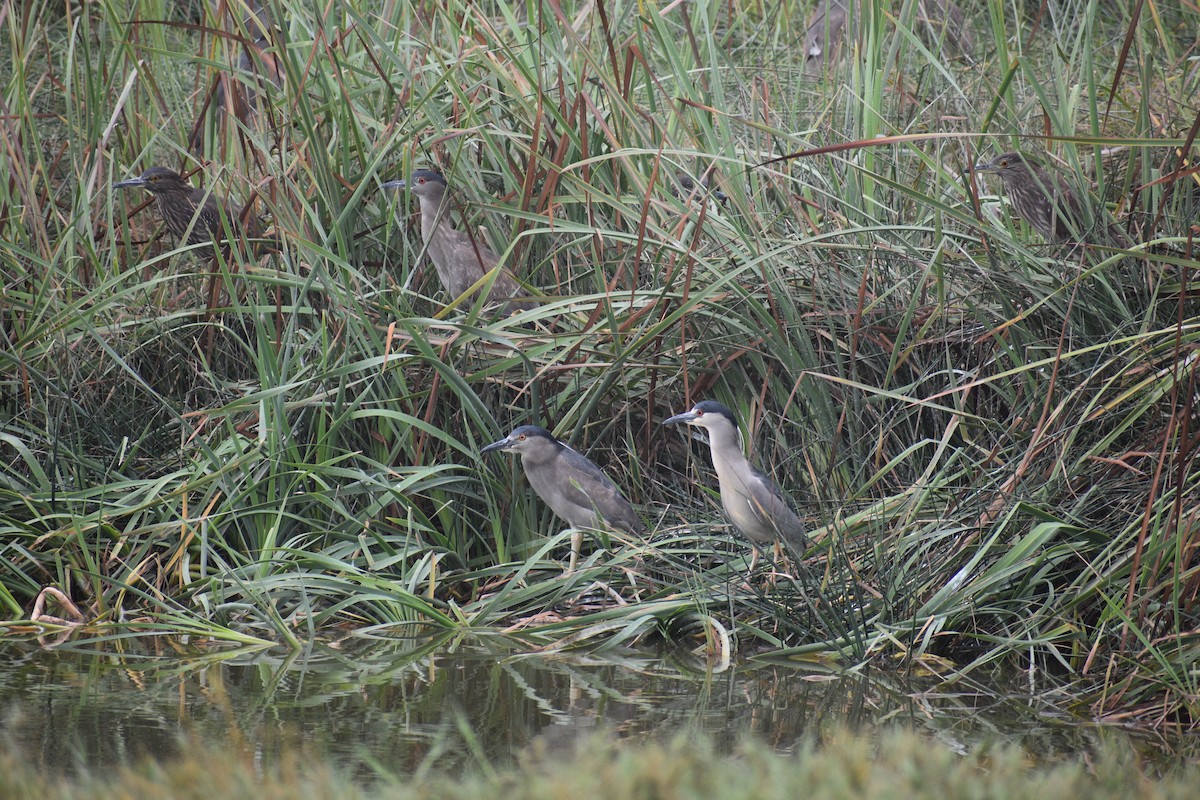 Black-crowned Night Heron - ML620894198