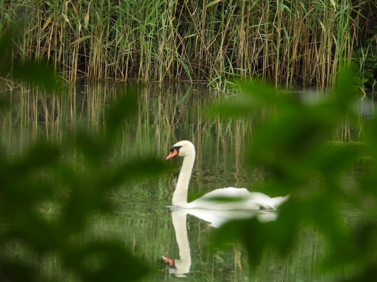 Mute Swan - ML620894204