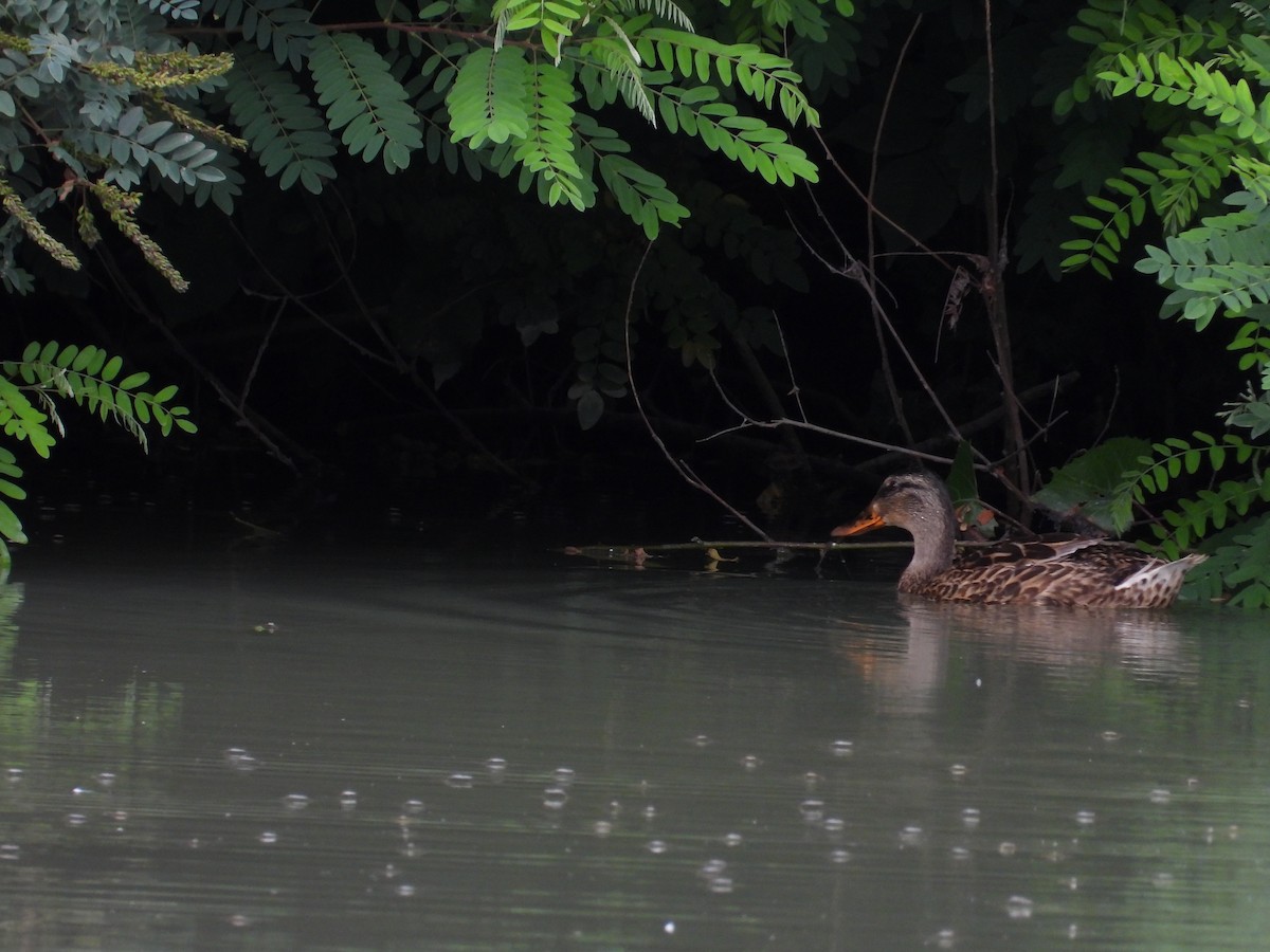 Canard colvert - ML620894216