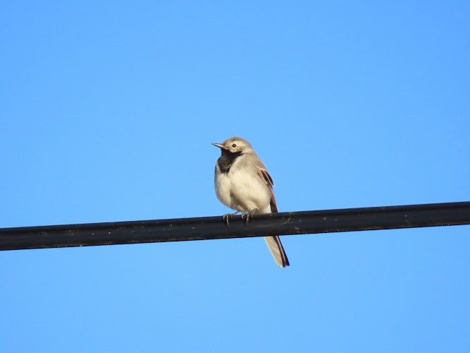 White Wagtail - ML620894221