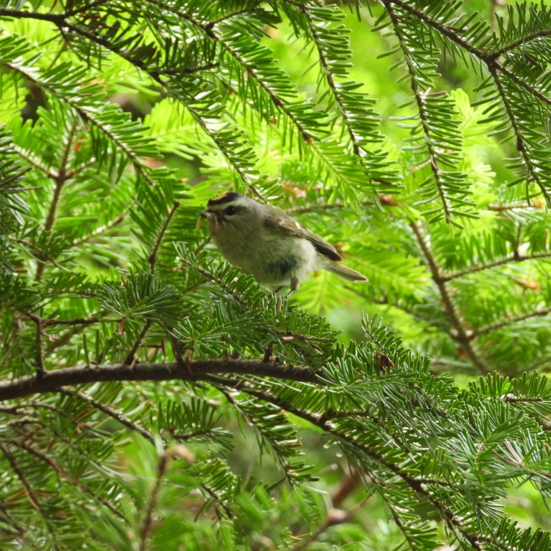 Golden-crowned Kinglet - ML620894224