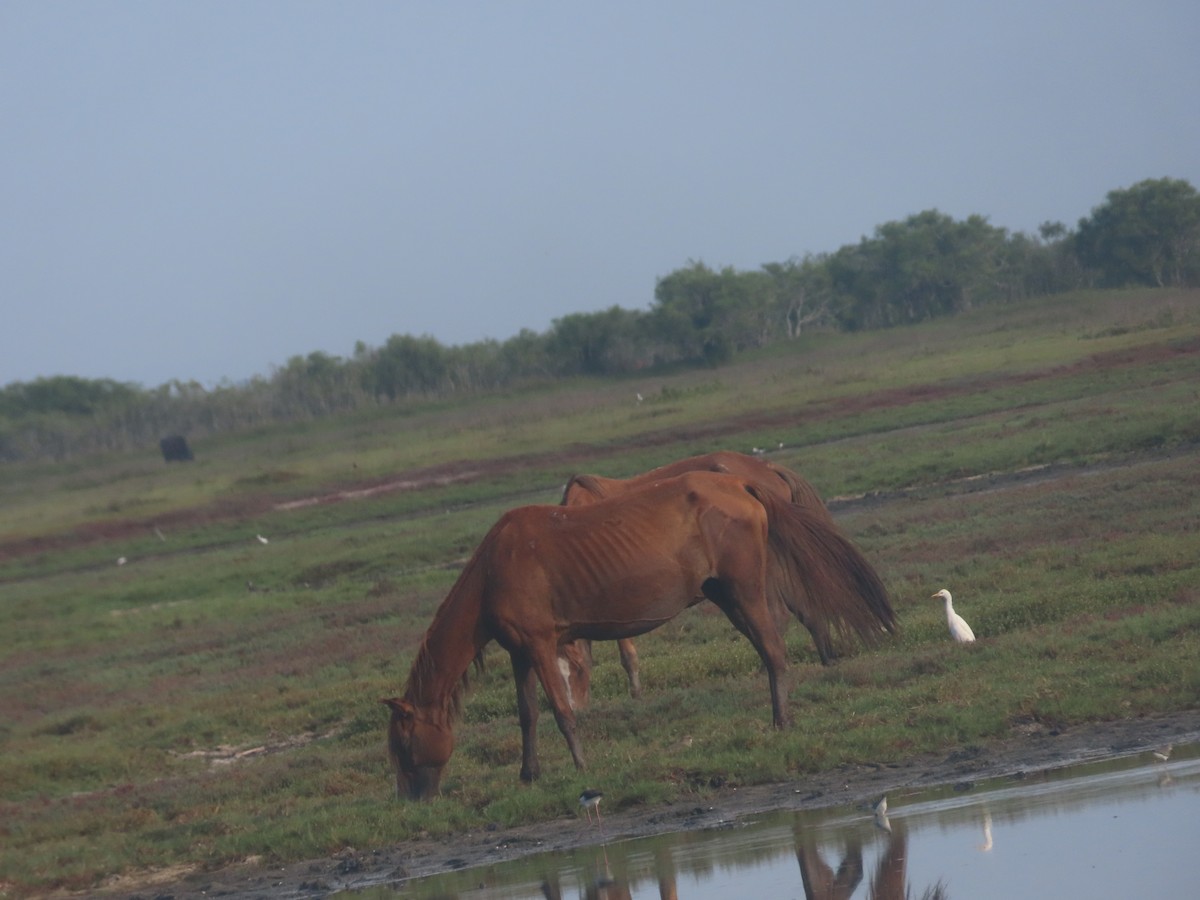 Great Egret - ML620894226