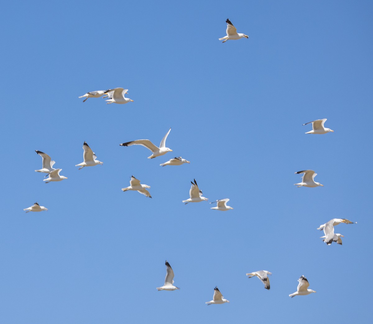 California Gull - ML620894230