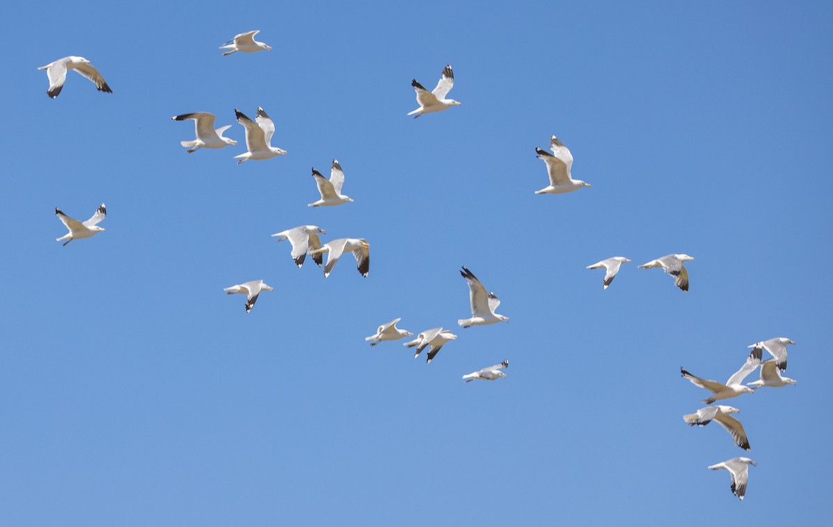 California Gull - ML620894232