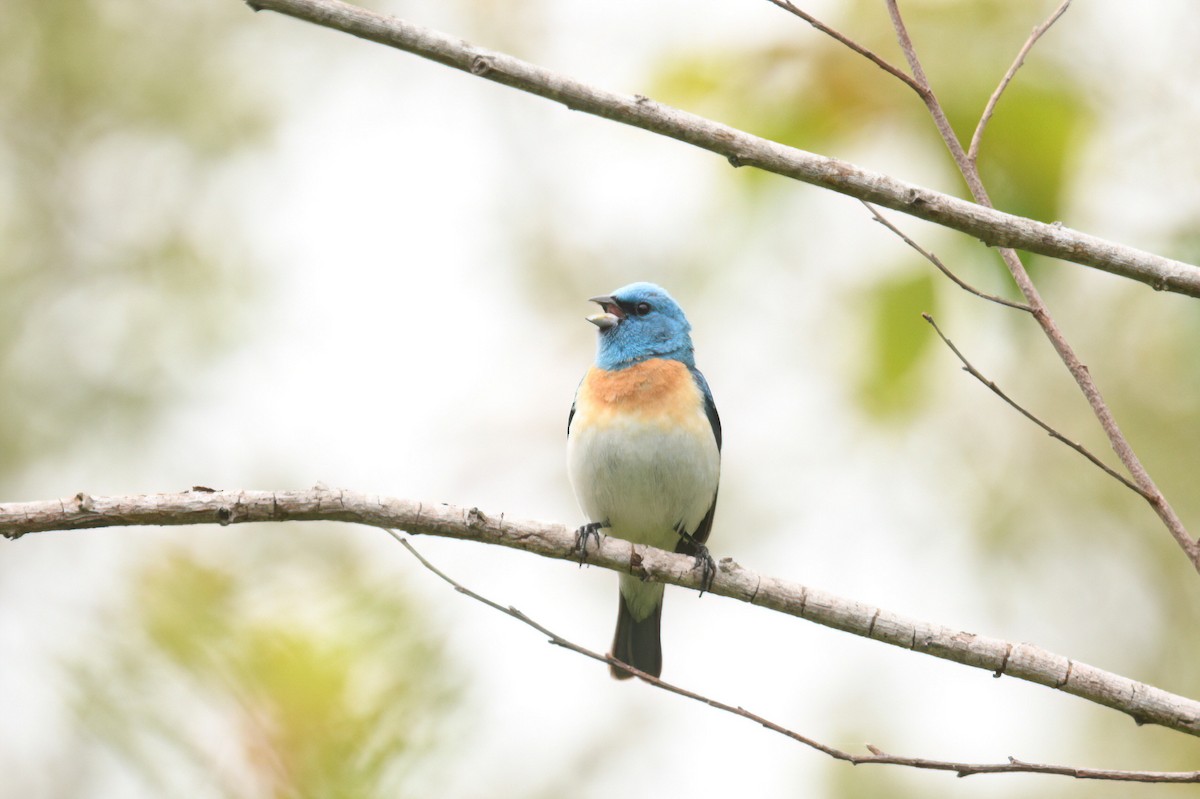 Lazuli Bunting - ML620894234