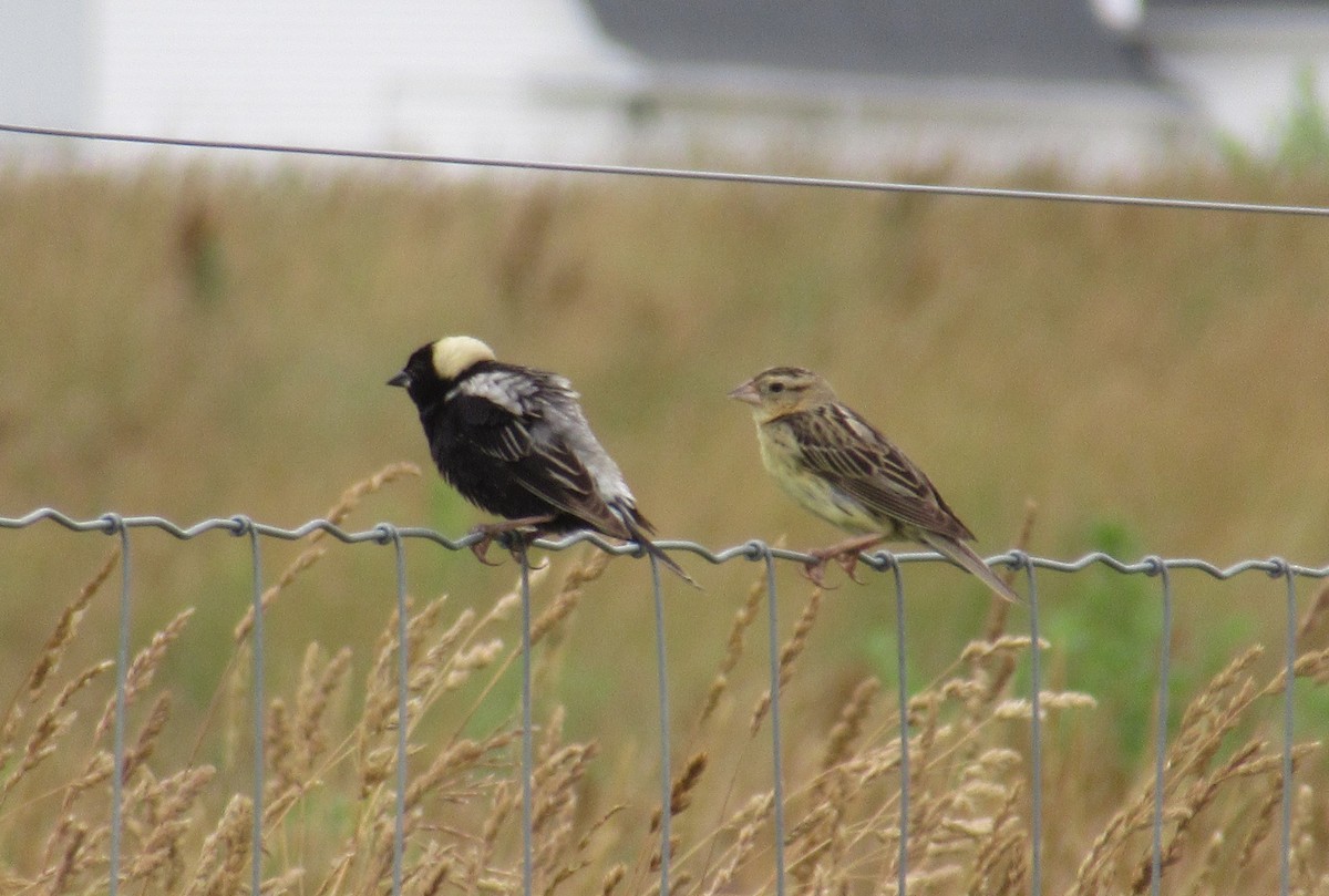 bobolink - ML620894235