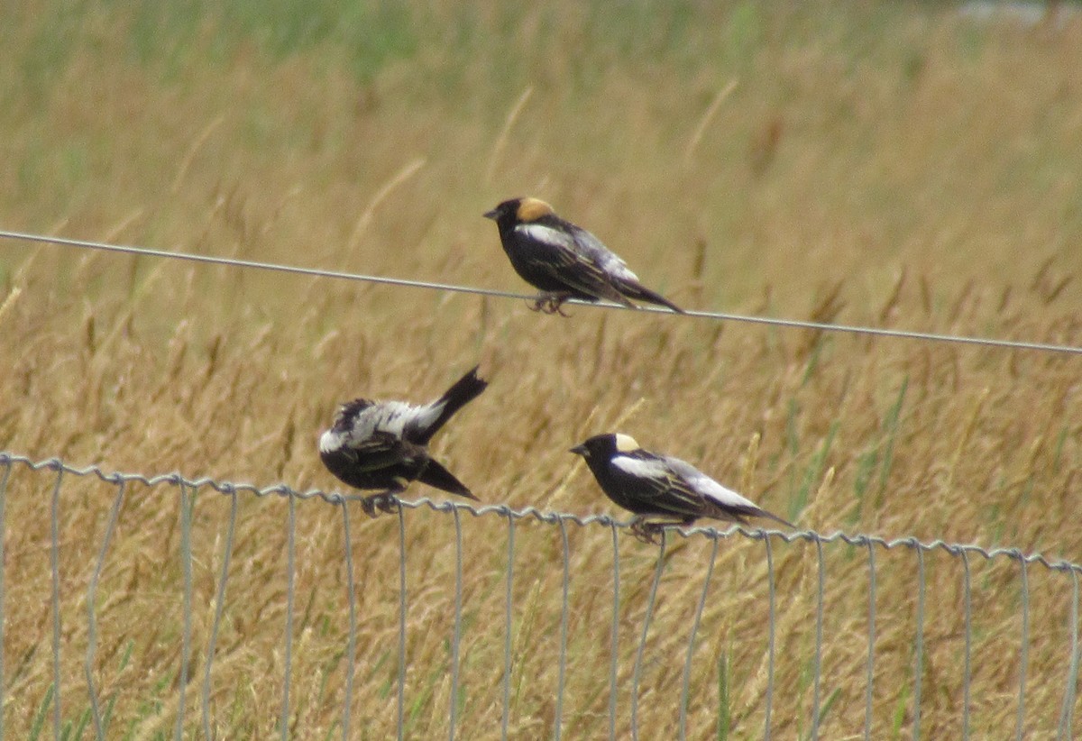 bobolink - ML620894236