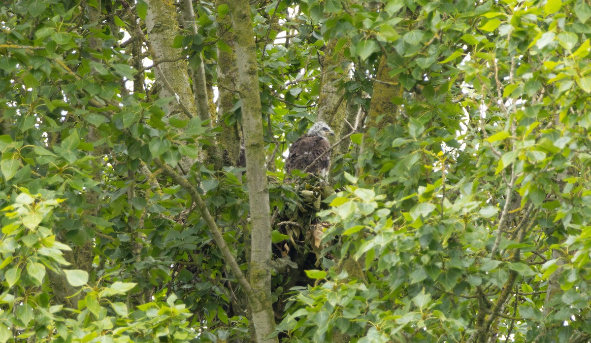 Common Buzzard - Owen Tattersall