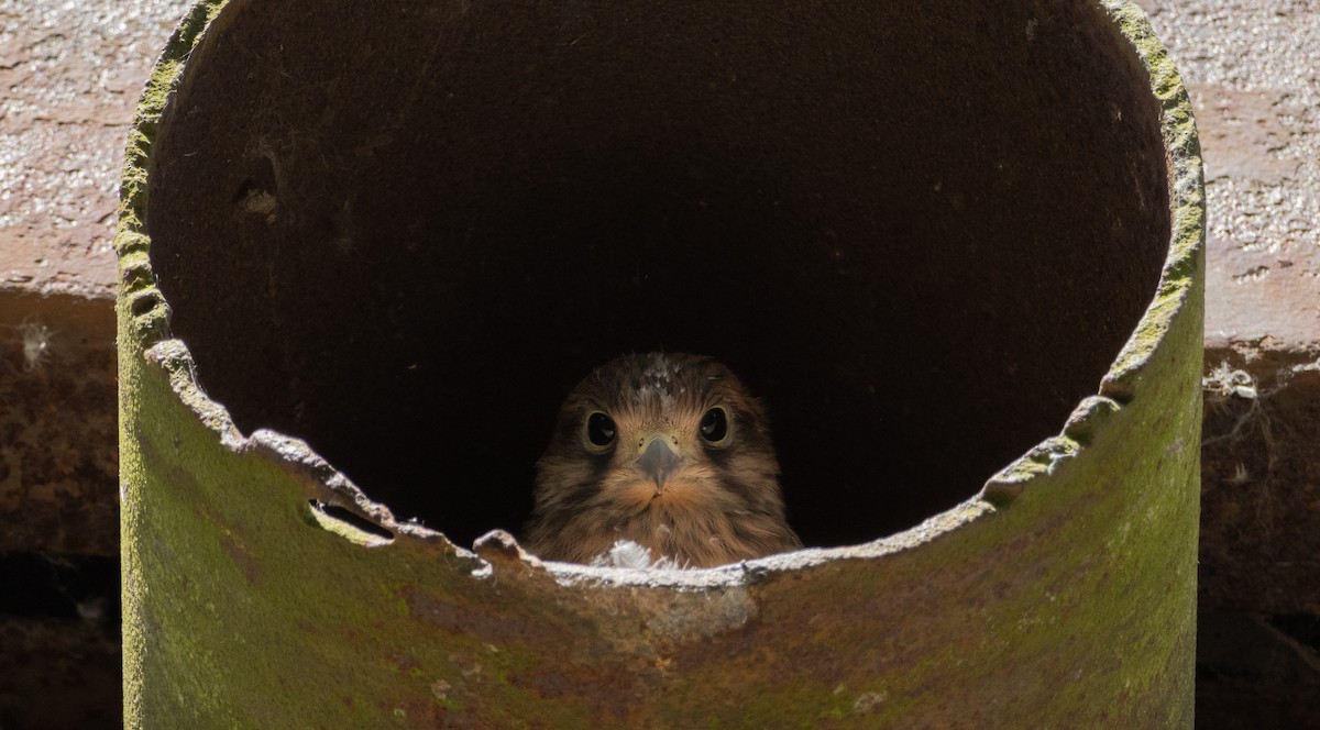 Eurasian Kestrel - ML620894243