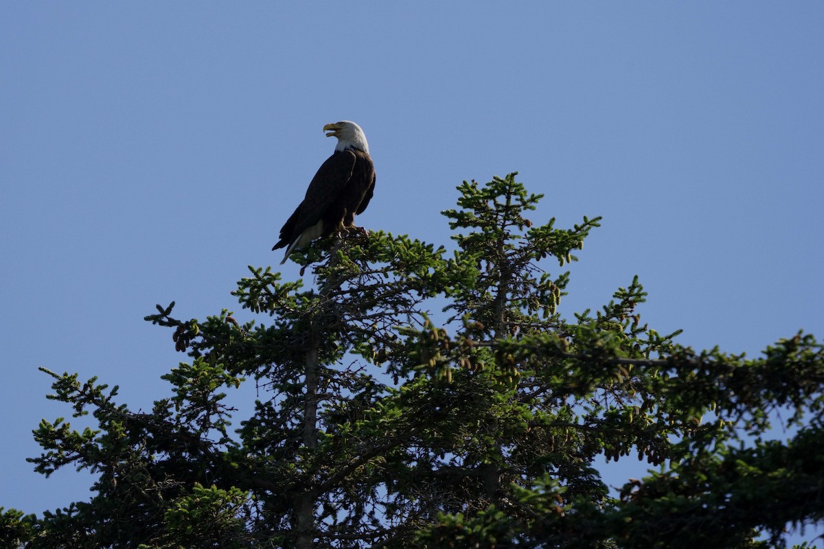 Weißkopf-Seeadler - ML620894251