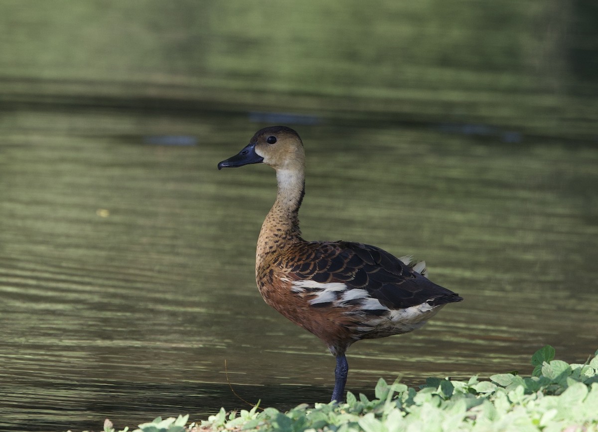 Dendrocygne à lunules - ML620894256