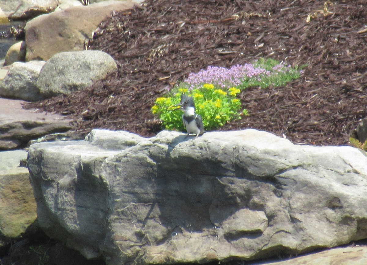 Belted Kingfisher - ML620894258