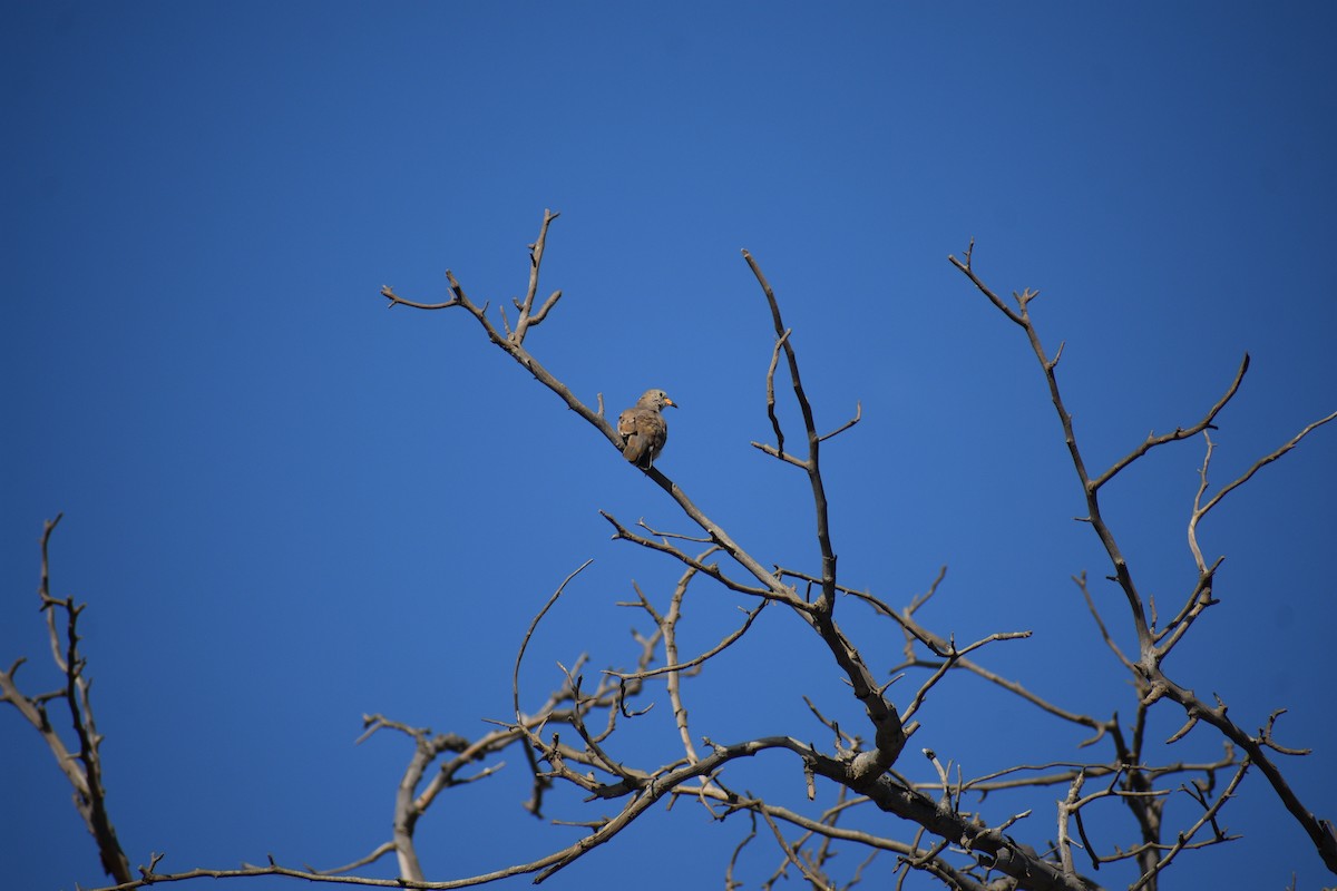 Croaking Ground Dove - ML620894259