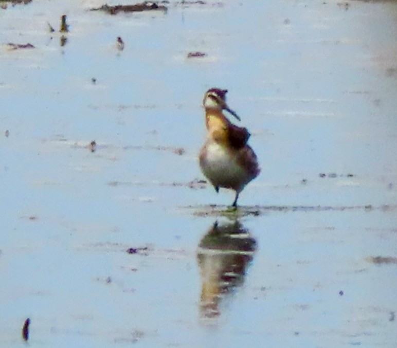 Wilson's Phalarope - ML620894261