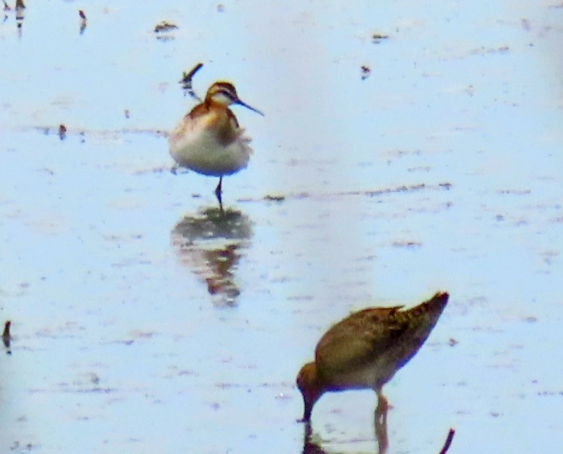 Wilson's Phalarope - Lani Sherman