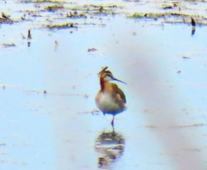 Wilson's Phalarope - ML620894265