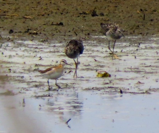 Wilson's Phalarope - ML620894266