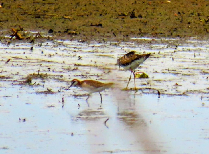 Wilson's Phalarope - ML620894267