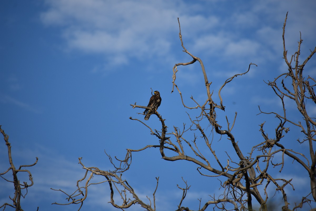 Harris's Hawk - ML620894268