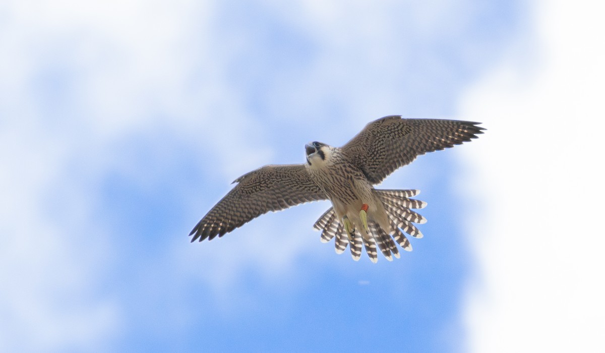 Peregrine Falcon - ML620894273