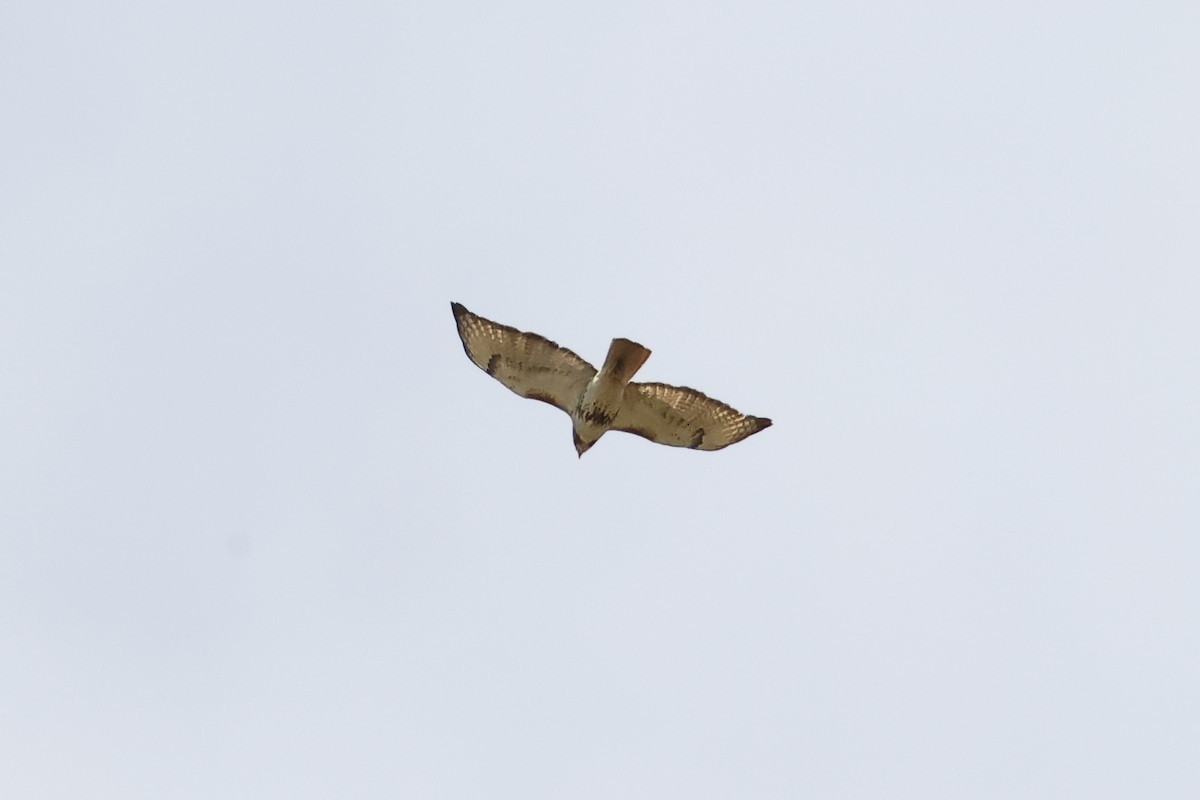 Red-tailed Hawk - ML620894298