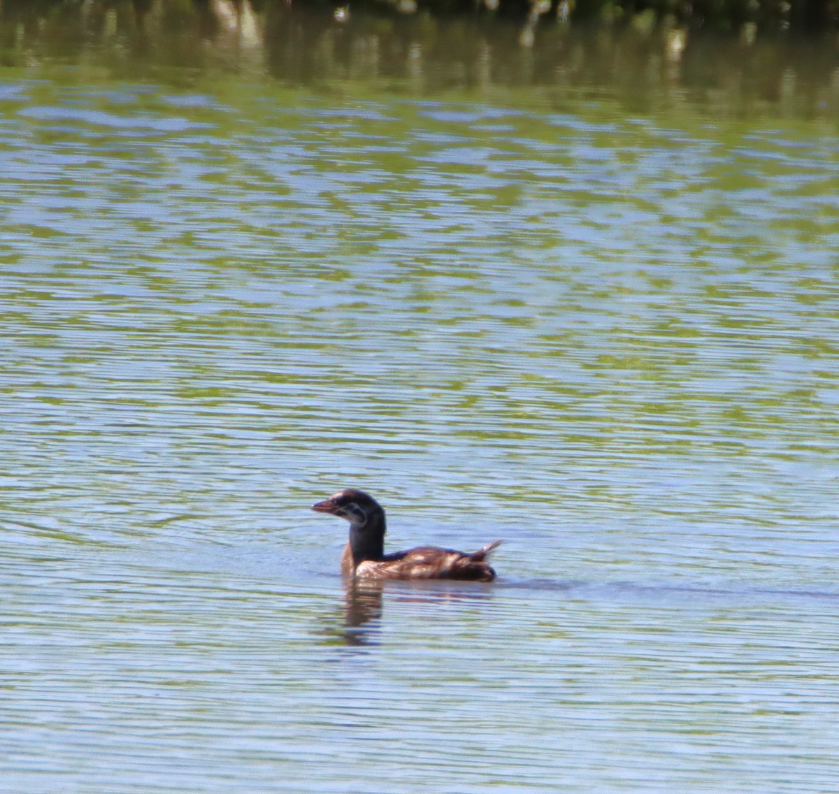 Pied-billed Grebe - ML620894299