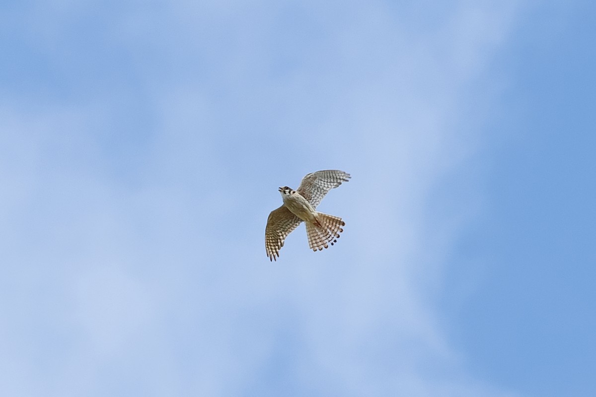 American Kestrel - ML620894301