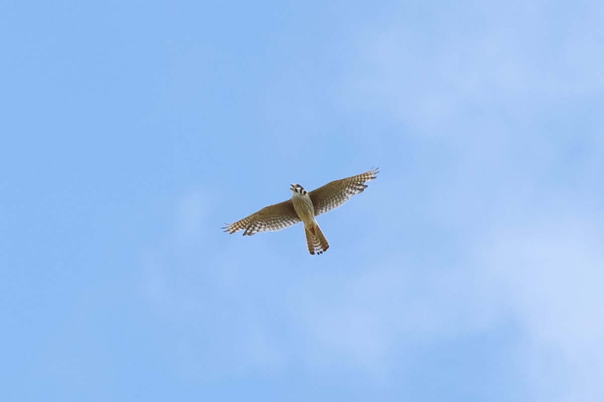 American Kestrel - ML620894302