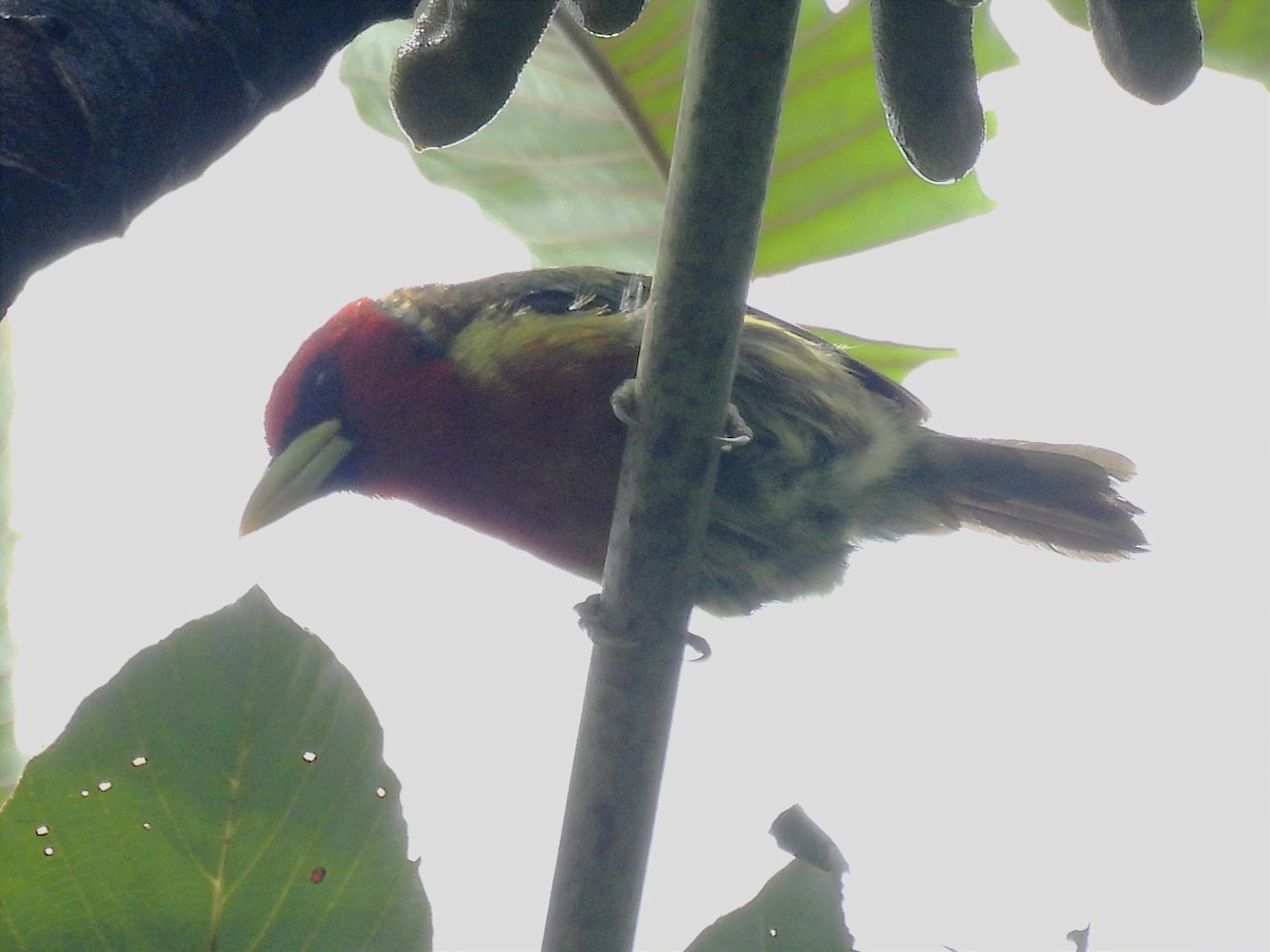 Red-headed Barbet - ML620894303