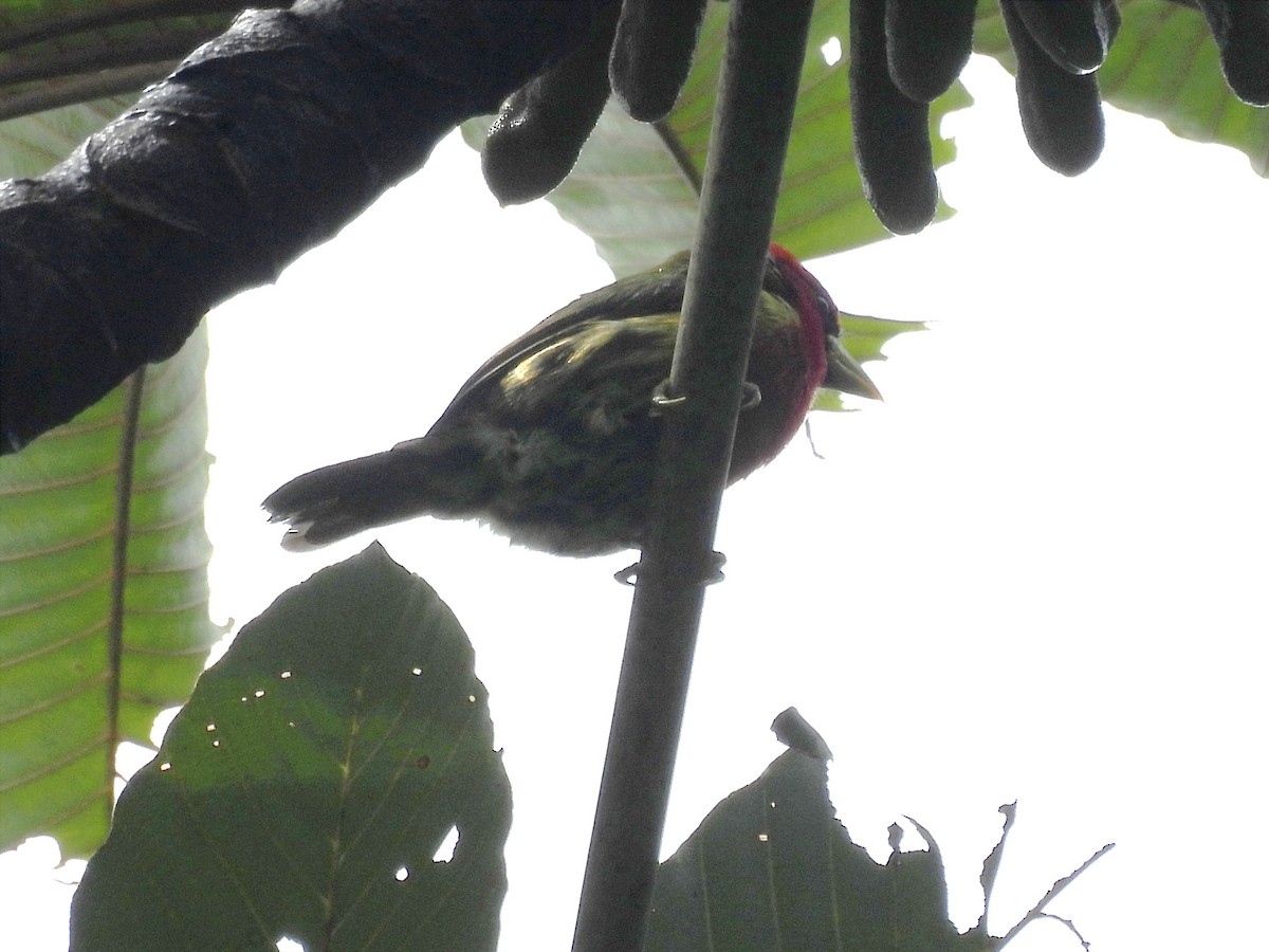 Red-headed Barbet - ML620894305