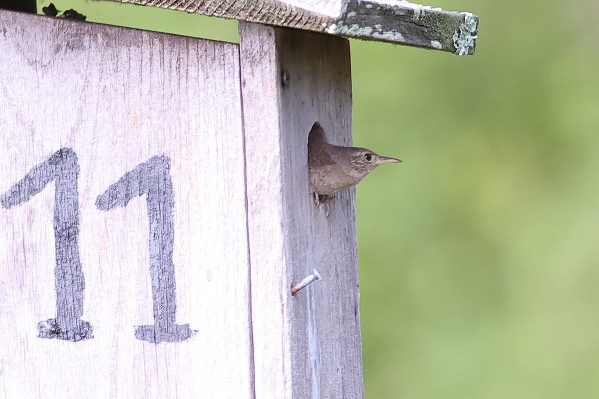 House Wren - ML620894308