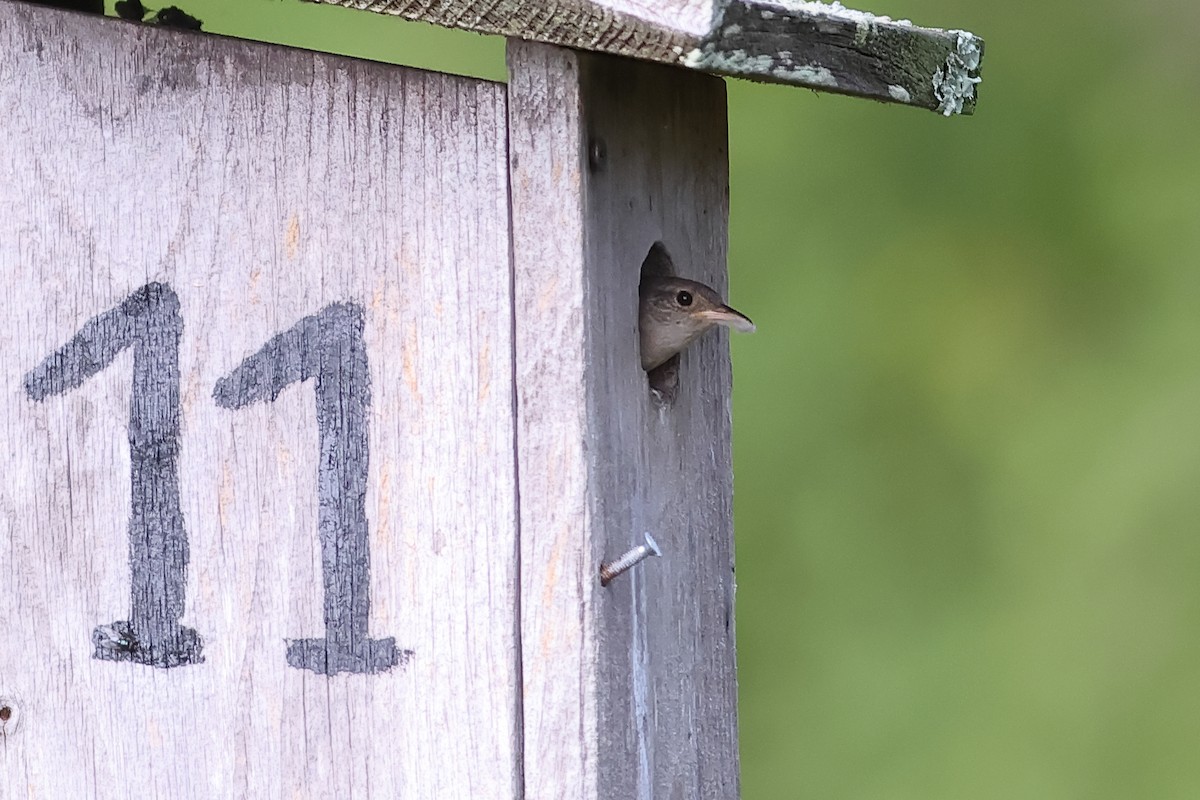 House Wren - ML620894309