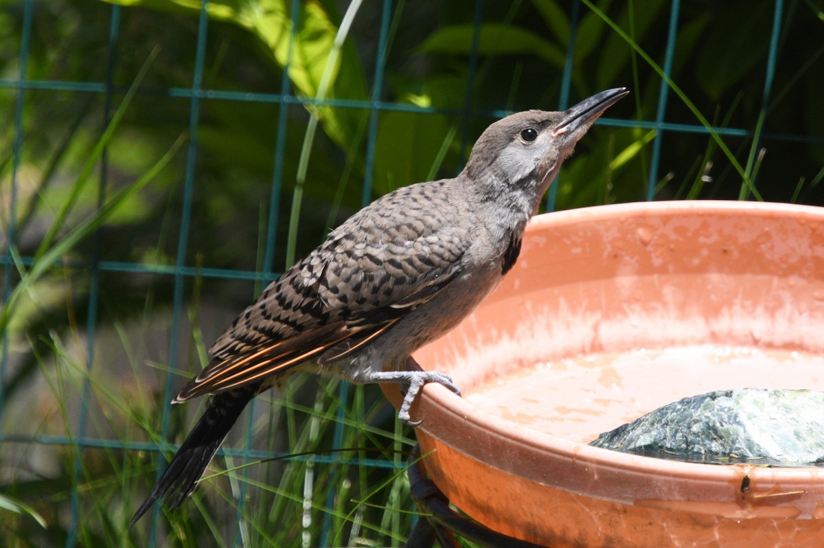 Northern Flicker (Yellow-shafted x Red-shafted) - ML620894312