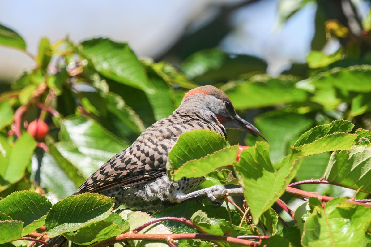 Northern Flicker (Yellow-shafted x Red-shafted) - ML620894313