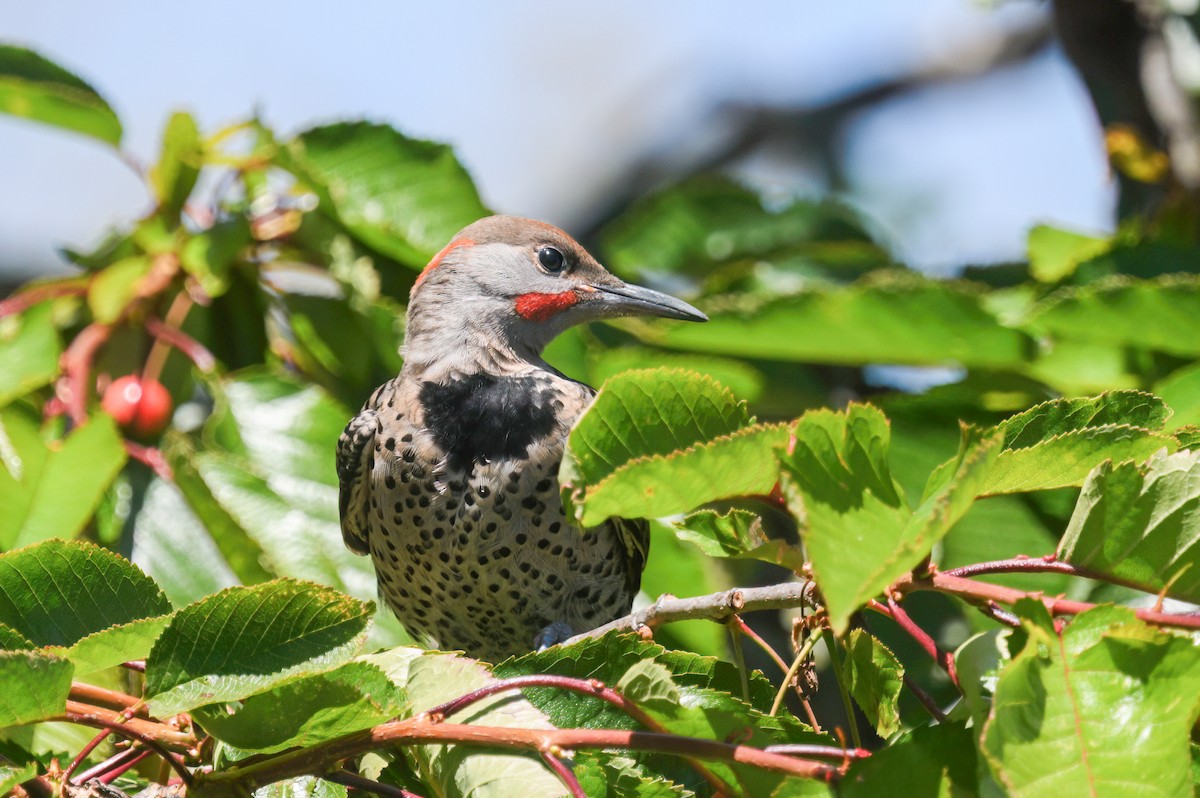 Northern Flicker (Yellow-shafted x Red-shafted) - ML620894314