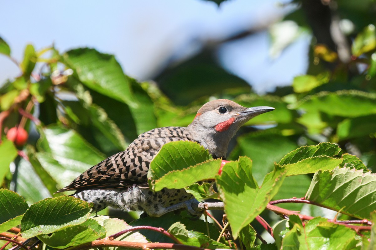 Northern Flicker (Yellow-shafted x Red-shafted) - ML620894315