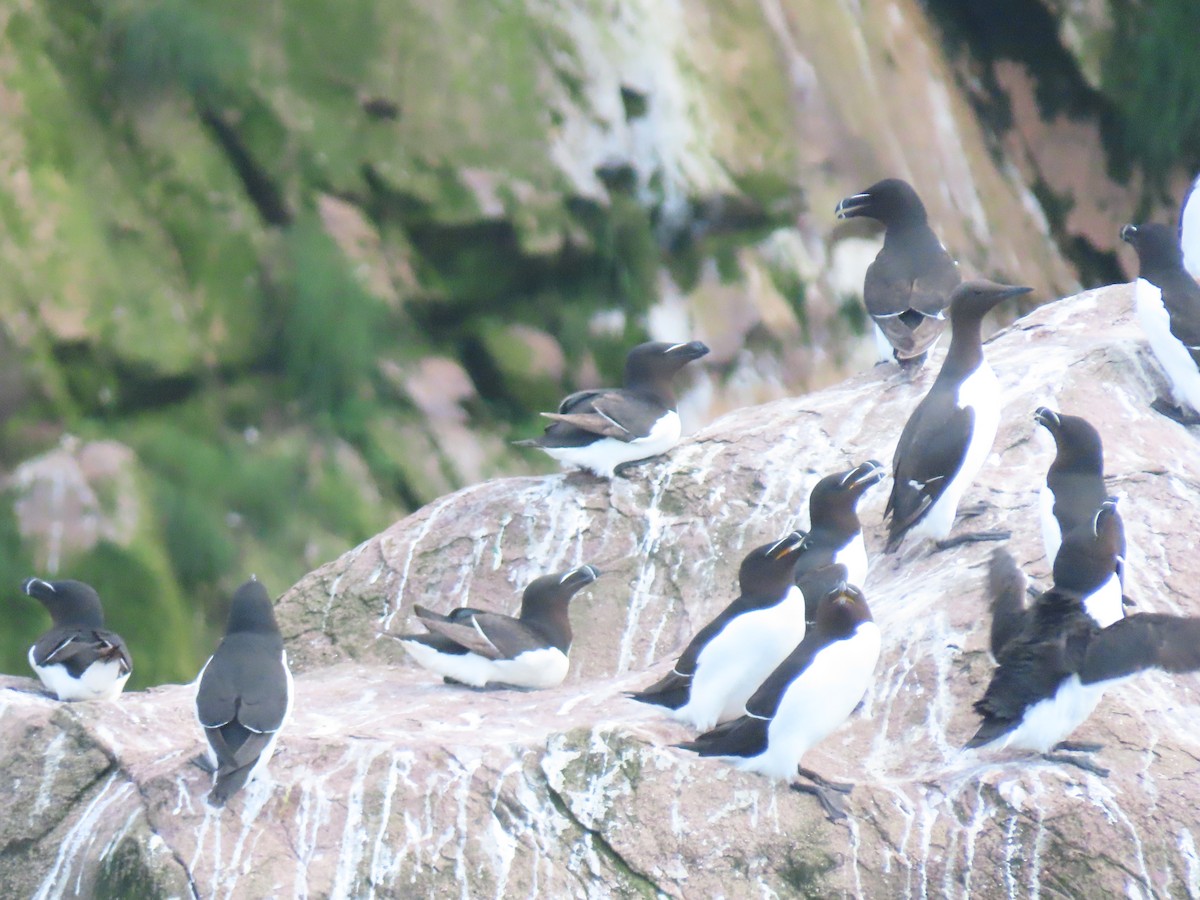 Razorbill - ML620894319