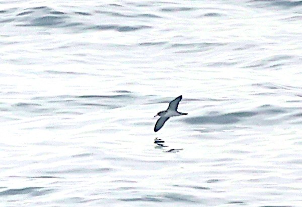 Cory's Shearwater - ML620894320