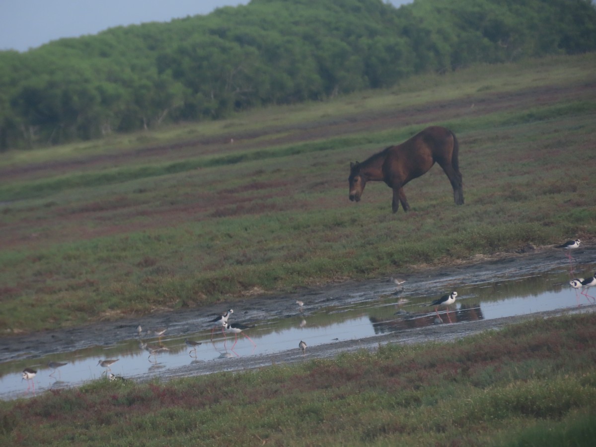 Black-necked Stilt - ML620894321