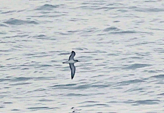 Cory's Shearwater - ML620894322