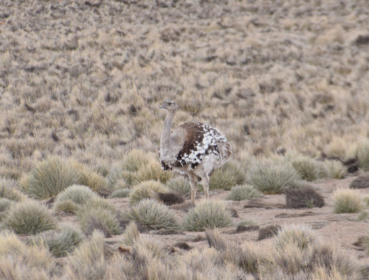 Lesser Rhea - ML620894323